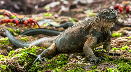 A male of Galapagos Marine Iguana resting on lava rocks (Amblyrhynchus cristatus). The marine iguana on the black stiffened lava.  Galapagos Islands. Ecuadorの写真素材