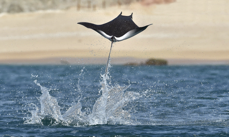 Mobula ray jumping out of the water. Mobula munkiana, known as the manta de monk, Munk's devil ray, pygmy devil ray, smoothtail mobula, is a species of ray in the family Myliobatida. Pacific oceanの写真素材