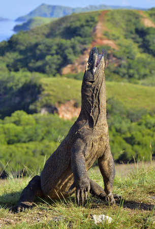 The Komodo dragon (Varanus komodoensis) stands on its hind legs and open mouth. It is the biggest living lizard in the world. On island Rinca. Indonesia.の写真素材