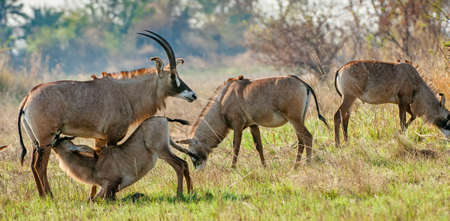 Marriage games of antelope Roan. Birdies participate.The Roan Antelope. Hippotragus equinus.の写真素材