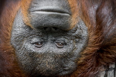 Orangutan Portrait. A close up portrait of the orangutan. Close up at a short distance. Bornean orangutan (Pongo pygmaeus) in the wild nature. Island Borneo. Indonesia.の写真素材