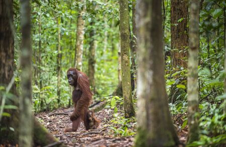 A female of the orangutan with a cub in a natural habitat. Rainforest of Borneo. indonesiaの写真素材