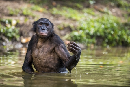 Bonobo standing in water looks for the fruit which fell in water. Bonobo ( Pan paniscus ). Democratic Republic of Congo. Africaの写真素材