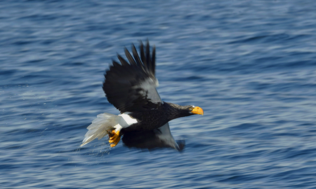 Steller's sea eagle fishing. Adult Steller's sea eagle (Haliaeetus pelagicus).の写真素材