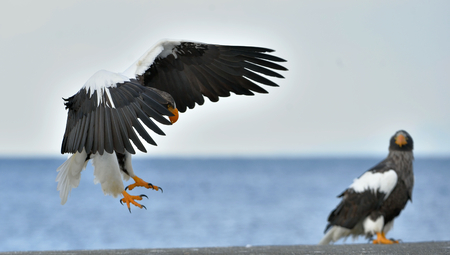 Adult Steller's sea eagle landed and spread of wing. Steller's sea eagle (Scientific name:...