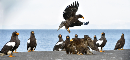 Adult White-tailed eagle landed. Blue sky background. Scientific name: Haliaeetus albicilla, also...