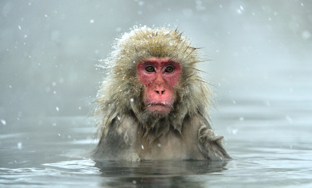Snow monkey in natural hot spring. The Japanese macaque (Scientific name: Macaca fuscata), also...