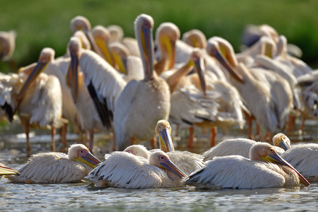 Bathing pelicans. Great White Pelicans on the shore of Natron lake. Scientific name: Pelecanus onocrotalus. Natron. Tanzania.の写真素材