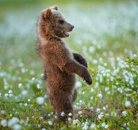 Brown bear cub stands on its hind legs.  Scientific name: Ursus arctos. White flowers on the bog in the summer forest.の写真素材