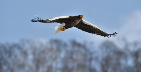 Steller's sea eagle in flight. Adult Steller's sea eagle . Scientific name: Haliaeetus pelagicus....