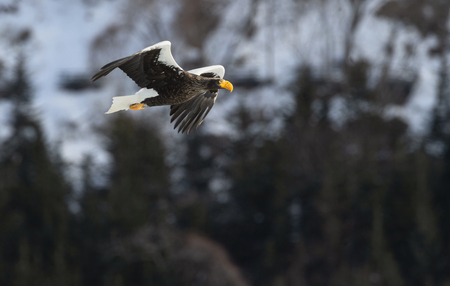 Adult Steller's sea eagle in flight. Snowy Mountain background. Scientific name: Haliaeetus pelagicus.の写真素材