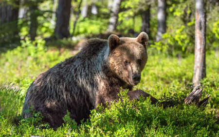 Brown bear in the summer forest. Natural habitat. Scientific name: Ursus Arctos. Green natural background.の写真素材
