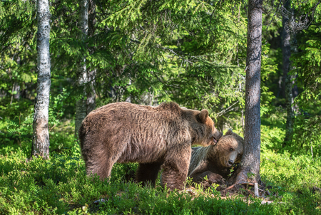 Brown bears  in the summer forest. Natural habitat. Scientific name: Ursus Arctos. Green natural background.の写真素材
