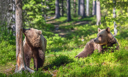 Brown bear in the summer forest. Natural habitat. Scientific name: Ursus Arctos. Green natural background.の写真素材