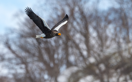 Adult Steller's sea eagle in flight. Winter Mountain background. Scientific name: Haliaeetus...