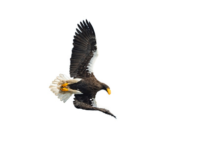 Adult Steller's sea eagle in flight. Isolated on White background. Scientific name: Haliaeetus...