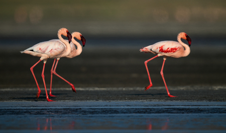 Walking Lesser flamingos Scientific name: Phoenicoparrus minor walk on the water of Lake Natron. Tanzania. Africa.の写真素材