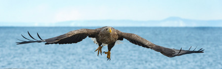 Adult White tailed eagle in flight. Blue sky and ocean background. Scientific name: Haliaeetus...
