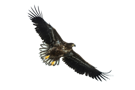 Juvenile White-tailed eagle in flight. Isolated on White background. Scientific name: Haliaeetus...