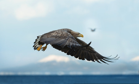 Juvenile White-tailed eagle in flight. Blue Sky and ocean background. Scientific name: Haliaeetus albicilla, also known as the ern, erne, gray eagle, Eurasian sea eagle and white-tailed sea-eagle.の写真素材
