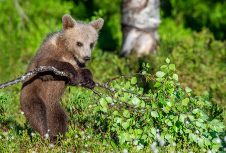 Brown Bear Cub play with birch branch in summer forest among white flowers. Scientific name: Ursus arctos. Natural Green Background. Natural habitat.の写真素材