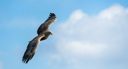 Adult white tailed eagle in flight. Blue sky background. Scientific name: Haliaeetus albicilla, also...