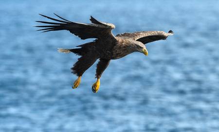 Adult White-tailed eagle fishing. Blue Ocean Background. Scientific name: Haliaeetus albicilla, also...