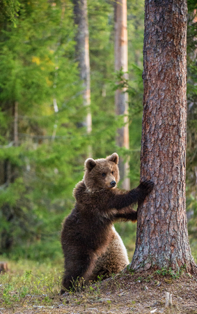 Brown bear cub stands on its hind legs.  Scientific name: Ursus arctos. In the summer forest.の写真素材