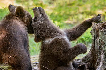 Brown Bear Cubs playfully fighting, Scientific name: Ursus Arctos Arctos. Summer green forest background. Natural habitat.の写真素材