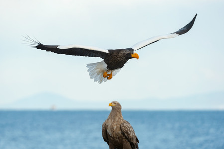 Adult Steller's sea eagle in flight. Scientific name: Haliaeetus pelagicus. Blue sky and ocean background.の写真素材