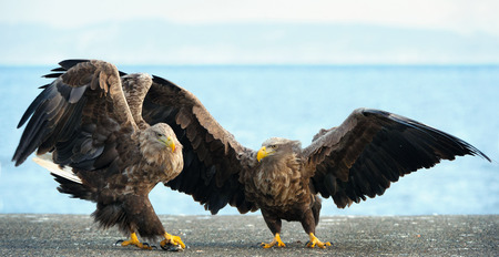 Adult White tailed eagles. Blue sky background.  Scientific name: Haliaeetus albicilla, also known as the ern, erne, gray eagle, Eurasian sea eagle and white-tailed sea-eagle.の写真素材