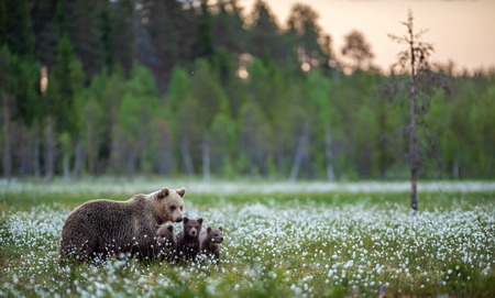 She-bear and bear cubs in the summer forest on the bog among white flowers. Natural Habitat. Brown bear, scientific name: Ursus arctos. Summer season.の写真素材