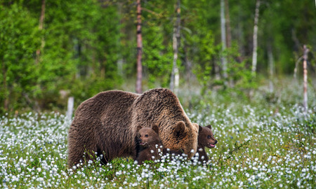 She-bear and bear cubs in the summer forest on the bog among white flowers. Natural Habitat. Brown bear, scientific name: Ursus arctos. Summer season.の写真素材