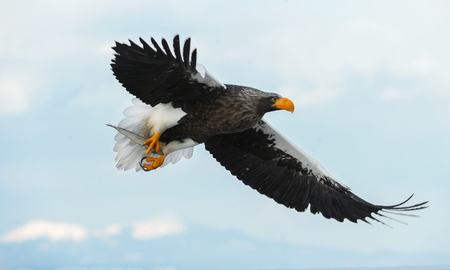 Adult Steller's sea in flight. Scientific name: Haliaeetus pelagicus. Blue sky and ocean background.の写真素材