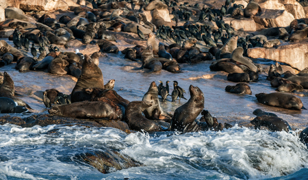 African Penguins on Seal Island. Seals colony on the background. African penguin, Spheniscus demersus, also known as the jackass penguin and black-footed penguin. False Bay. South Africa.の写真素材