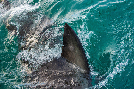 Shark fin above water. Closeup Fin of a Great White Shark, swimming at surface. Scientific name:  Carcharodon carcharias. False Bay, South Africa, Atlantic Oceanの写真素材