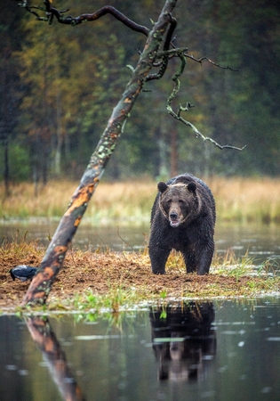 A brown bear on the bog in the autumn forest. Adult Big Brown Bear Male. Scientific name: Ursus arctos. Natural habitat, autumn season.の写真素材