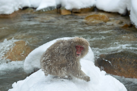 Japanese macaque near natural hot spring. The Japanese macaque ( Scientific name: Macaca fuscata),...