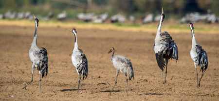 Dancing Cranes  in  arable field.  Common Crane, Scientific name: Grus grus, Grus communis.の写真素材