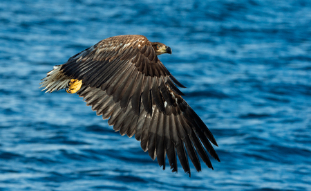 Fishing White-tailed eagle. Juvenile bird. Blue Ocean background. Scientific name: Haliaeetus...