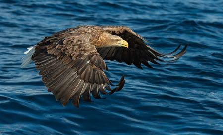 Adult White-tailed eagles fishing. Blue Ocean Background. Scientific name: Haliaeetus albicilla, also known as the ern, erne, gray eagle, Eurasian sea eagle and white-tailed sea-eagle.の写真素材