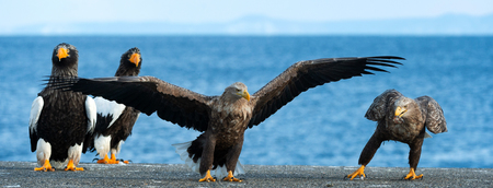 Adult White-tailed eagle is landing. Scientific name: Haliaeetus albicilla, also known as the ern, erne, gray eagle, Eurasian sea eagle and white-tailed sea-eagle.の写真素材