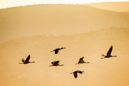 A silhouettes of cranes in flight. Flock of cranes flies at sunrise. Foggy morning, Sunrise sky  background. Common Crane, Grus grus or Grus Communis, big bird in the natural habitat.の写真素材