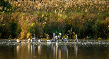 Common cranes (Grus grus) in the water. Cranes Flock on the Lake at Sunrise.  Morning Landscape of Hula Valley Reserve. Israel.の写真素材