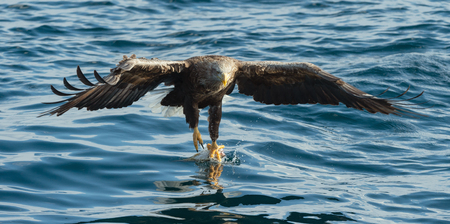 Adult White-tailed eagle fishing. Blue Ocean Background. Scientific name: Haliaeetus albicilla, also...