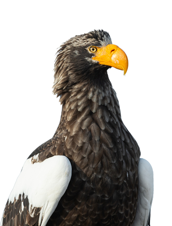 Closeup portait of Adult Steller's sea eagle on the white background.  Scientific name: Haliaeetus pelagicus. Isolated on the white.の写真素材