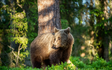 Brown bear in the summer forest at sunny day. Green forest natural background. Scientific name: Ursus arctos.の写真素材