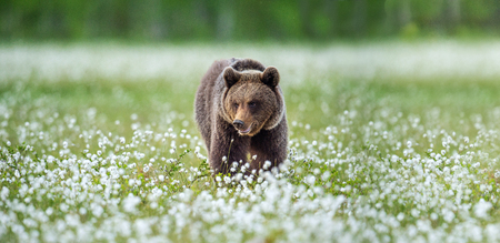 Brown bear in the summer forest on the bog among white flowers. Front view. Natural Habitat. Brown...
