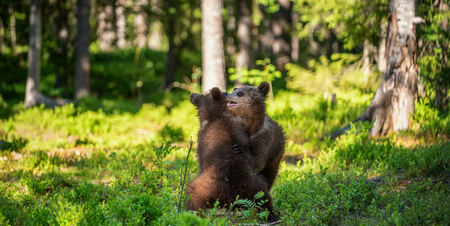 Brown Bear Cubs playfully fighting, Scientific name: Ursus Arctos Arctos. Summer green forest background. Natural habitat.の写真素材