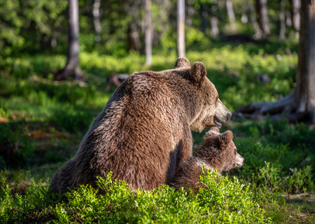 Brown Bear Cubs playfully fighting, Scientific name: Ursus Arctos Arctos. Summer green forest background. Natural habitat.の写真素材